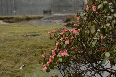 Rhododendron campanulatum