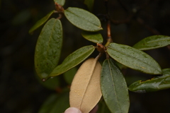 Rhododendron campanulatum