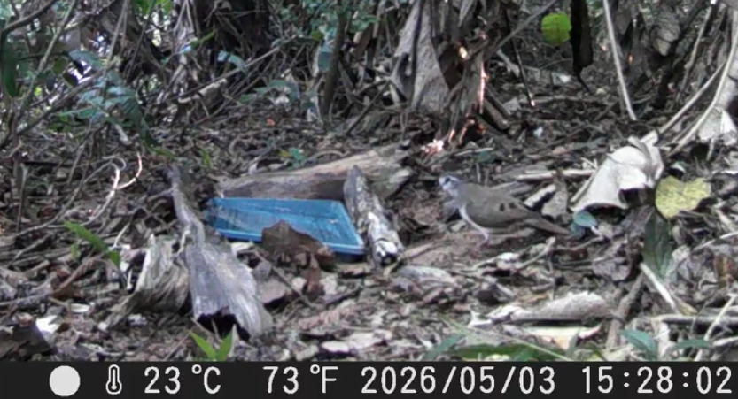 Tambourine Dove (Turtur tympanistria), photo 7