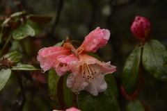 Rhododendron campanulatum