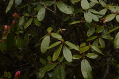 Rhododendron campanulatum