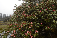 Rhododendron campanulatum