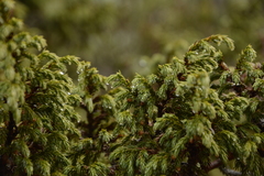 Juniperus recurva