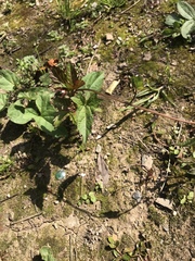 Calystegia hederacea