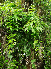 Stemona tuberosa
