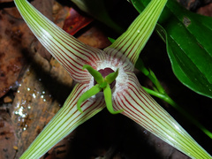 Stemona tuberosa