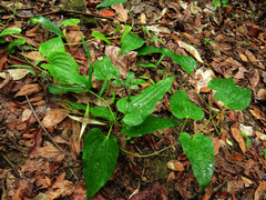 Stemona tuberosa