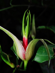 Stemona tuberosa
