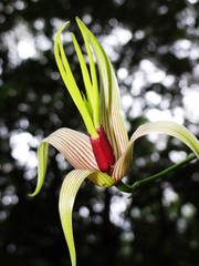 Stemona tuberosa