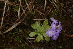 Primula atrodentata