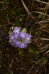 Primula atrodentata