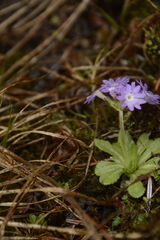 Primula atrodentata
