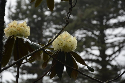 Rhododendron wightii, photograph 1