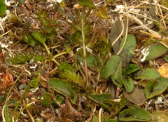 Ranunculus gracilipes