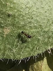 Pheidole nodus