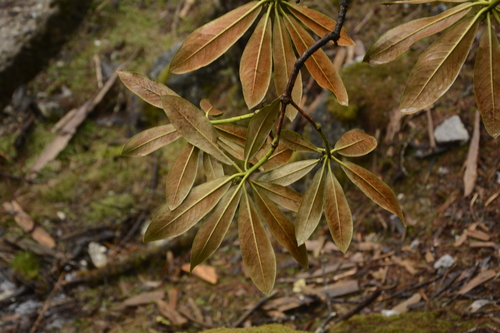 Rhododendron wightii, photograph 2