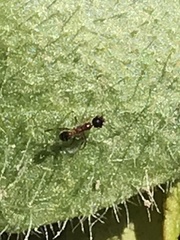 Pheidole nodus