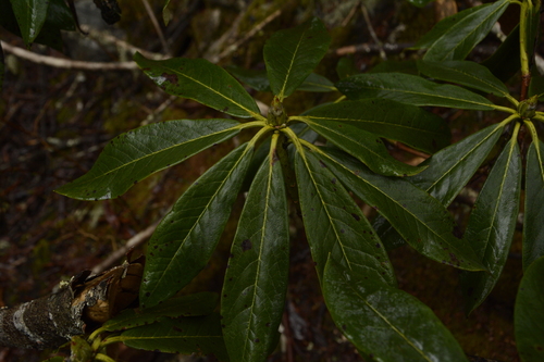 Rhododendron wightii, photograph 3