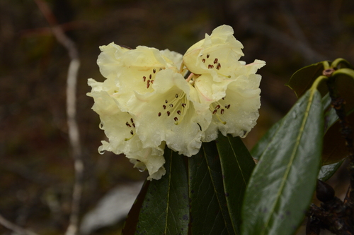 Rhododendron wightii