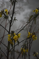 Piptanthus nepalensis