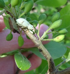 Compsus auricephalus