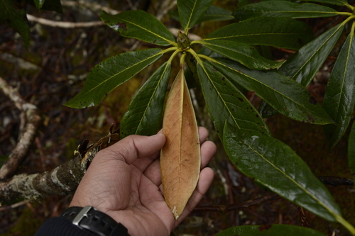 Rhododendron wightii, photograph 4