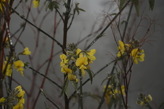 Piptanthus nepalensis