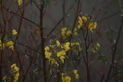 Piptanthus nepalensis