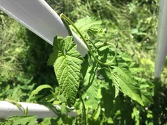 Convolvulus erubescens