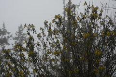 Piptanthus nepalensis