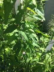 Convolvulus erubescens