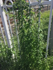 Convolvulus erubescens