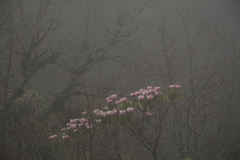 Rhododendron hodgsonii