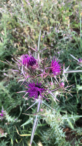 Syrian Thistle