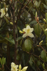Rhododendron triflorum