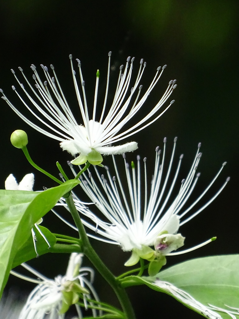 Capparis sabiifolia