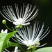 Capparis sabiifolia - Photo Oikeuksia ei pidätetä, lähettänyt 葉子