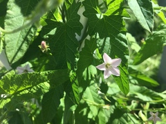 Convolvulus erubescens