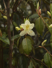 Rhododendron triflorum