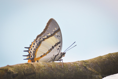 Polyura nepenthes