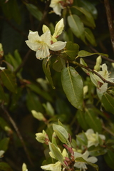 Rhododendron triflorum