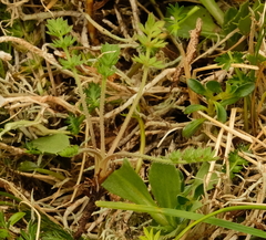 Chaerophyllum colensoi