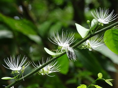 Capparis sabiifolia