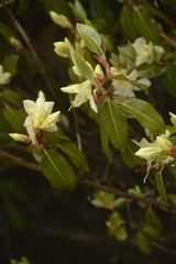 Rhododendron triflorum