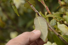 Rhododendron triflorum