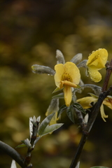 Piptanthus nepalensis