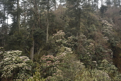 Rhododendron hodgsonii
