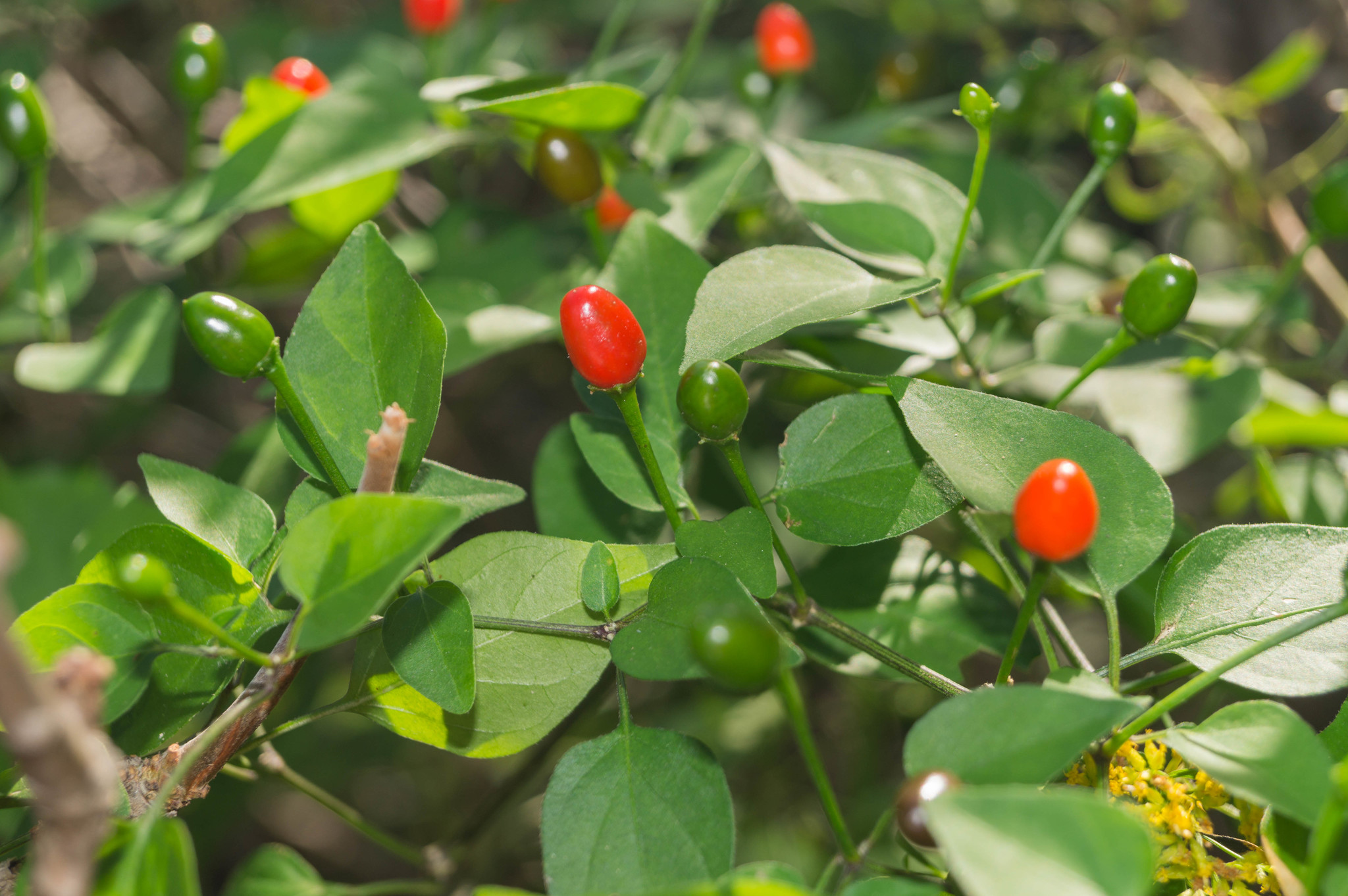 Capsicum annuum var. glabriusculum