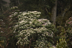 Rhododendron hodgsonii