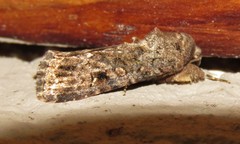 Spodoptera triturata